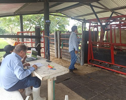 Inventario ganado